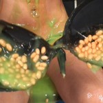 shayhendrix_jesswest_sploshed_messyangel_008